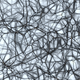 Do adult brains regularly regrow their neurons? It’s controversial.